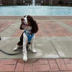 Un Épagneul de Chasse Polonais au pelage bicolore, sur une surface en béton et qui est tenu en laisse 