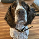 Un Épagneul de Chasse Polonais au pelage bicolore, sur un plancher et portant un collier autour du cou