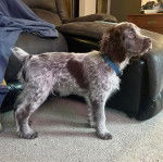 Un Épagneul de Chasse Polonais au pelage bicolore, se tenant à quatre pattes sur une moquette et portant un collier autour du cou 