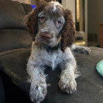 Un Épagneul de Chasse Polonais au pelage bicolore, allongé sur un canapé et portant un collier autour du cou