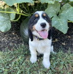 Un chiot Épagneul de Chasse Polonais au pelage tricolore, assis sur une surface herbacée et portant un collier autour du cou 