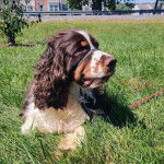 Un Épagneul de Chasse Polonais au pelage tricolore, allongé sur une surface gazonnée et et qui est tenu en laisse 