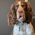 Un Épagneul de Chasse Polonais au pelage tricolore, portant un collier autour du cou 