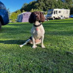 Un Épagneul de Chasse Polonais au pelage bicolore, assis sur une surface gazonnée et portant un collier autour du cou 