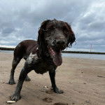 Un Épagneul de Chasse Polonais au pelage bicolore, sur une surface sableuse et ayant la langue pendante 
