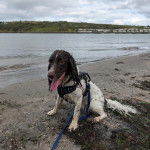 Un Épagneul de Chasse Polonais au pelage bicolore, assis sur une surface sableuse et qui est tenu en laisse 