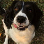 Un Épagneul de Chasse Polonais au pelage bicolore, assis sur une surface gazonnée et regardant la caméra 