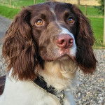 Un Épagneul de Chasse Polonais au pelage bicolore, portant un collier autour du cou 