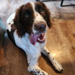 Un Épagneul de Chasse Polonais au pelage tricolore, allongé sur un plancher et ayant la langue pendante 