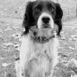 Un Épagneul de Chasse Polonais au pelage bicolore, assis sur une surface herbacée et portant un collier autour du cou 