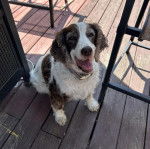 Un Épagneul de Chasse Polonais au pelage bicolore, assis sur un plancher et portant un collier autour du cou