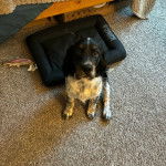 Un Épagneul de Chasse Polonais au pelage tricolore, assis sur une moquette et regardant vers la caméra 