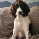 Un Épagneul de Chasse Polonais au pelage tricolore, assis sur un canapé et regardant la caméra 