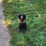 Un Épagneul de Chasse Polonais au pelage bicolore, assis sur une surface gazonnée et portant un collier autour du cou