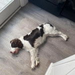 Un Épagneul de Chasse Polonais au pelage bicolore, allongé sur un plancher et semblant dormir 