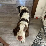 Un Épagneul de Chasse Polonais au pelage tricolore, sur un plancher et regardant la caméra 