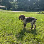 Un Épagneul de Chasse Polonais au pelage tricolore, sur une surface gazonnée et portant un collier autour du cou 