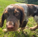 Un Épagneul de Chasse Polonais au pelage tricolore, sur une surface gazonnée et regardant la caméra 