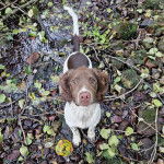Un Épagneul de Chasse Polonais au pelage tricolore, assis sur une surface rocailleuse et regardant vers la caméra 