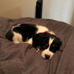 Un Épagneul de Chasse Polonais au pelage tricolore, allongé et regardant vers la caméra 