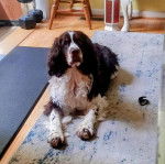 Un Épagneul de Chasse Polonais au pelage tricolore, allongé sur un tapis et regardant la caméra 