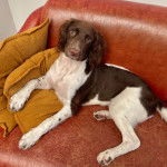 Un Épagneul de Chasse Polonais au pelage bicolore, allongé sur un canapé et regardant vers la caméra 