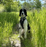 Un Épagneul de Chasse Polonais assis sur une surface herbacée et portant un harnais 
