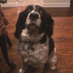 Un Épagneul de Chasse Polonais au pelage bicolore, assis sur un plancher et portant un collier autour du cou 