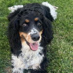 Un Épagneul de Chasse Polonais au pelage tricolore, allongé sur une surface gazonnée et ayant la gueule ouverte 