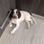 Un Épagneul de Chasse Polonais au pelage bicolore, allongé sur un sol carrelé et regardant la caméra