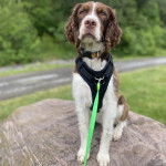 Un Épagneul de Chasse Polonais au pelage bicolore, assis et qui est tenu en laisse 