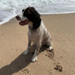 Un Épagneul de Chasse Polonais au pelage bicolore, assis sur une surface sableuse et portant un collier autour du cou 