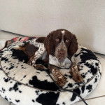 Un Épagneul de Chasse Polonais au pelage bicolore, allongé dans un panier et qui est tenu en laisse 