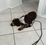 Un Épagneul de Chasse Polonais au pelage bicolore, allongé sur un sol carrelé et qui est tenu en laisse 