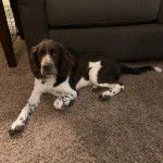 Un Épagneul de Chasse Polonais au pelage bicolore, allongé sur une moquette et portant un collier autour du cou 