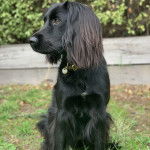 Un Épagneul de Chasse Polonais au pelage bicolore, assis sur un terrain herbeux et portant un collier autour du cou 