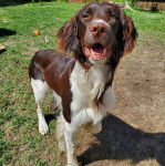 Un Épagneul de Chasse Polonais au pelage tricolore, sur un terrain herbeux 