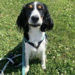 Un Épagneul de Chasse Polonais au pelage bicolore, assis sur un terrain herbeux et qui est tenu en laisse 