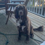 Un Épagneul de Chasse Polonais au pelage bicolore, assis sur un plancher et qui est tenu en laisse 