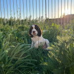 Un Épagneul de Chasse Polonais au pelage bicolore, sur une surface herbacée et regardant la caméra 