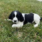 Un Épagneul de Chasse Polonais au pelage bicolore, allongé sur un terrain herbeux et regardant la caméra 