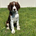 Un Épagneul de Chasse Polonais au pelage tricolore, assis sur un terrain gazonné et regardant vers la caméra 