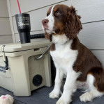 Un Épagneul de Chasse Polonais au pelage tricolore, allongé sur un plancher et semblant détendu