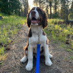 Un Épagneul de Chasse Polonais, au pelage bicolore, assis sur un terrain herbeux et qui est tenu en laisse