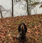 Un Épagneul de Chasse Polonais au pelage tricolore, assis sur un terrain herbeux et portant un harnais 
