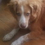 Un Épagneul de Chasse Polonais au pelage bicolore, allongé sur un plancher et regardant la caméra 