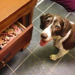 Un Épagneul de Chasse Polonais au pelage bicolore, sur un terrain carrelé et portant un collier autour du cou