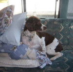 Un Épagneul de Chasse Polonais au pelage biclolore, assis sur un canapé et portant un collier atour du cou 