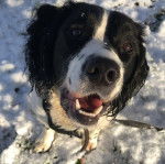 Un Épagneul de Chasse Polonais au pelage bicolore, assis sur un terrain enneigé et qui est tenu en laisse 