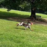 Un Épagneul de Chasse Polonais au pelage tricolore, courant sur un terrain gazonné et portant un harnais 